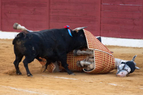 Bullfighting arguments against and action against pic